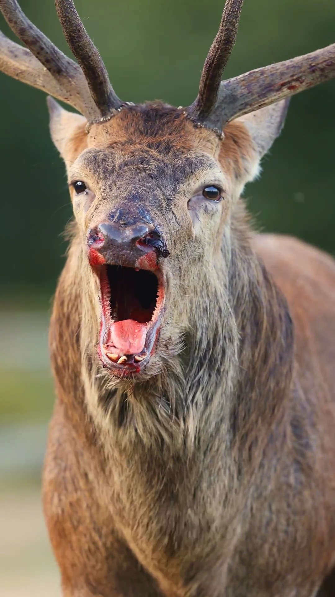 雄鹿在激战中脱颖而出，取得宝贵胜利